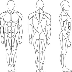 Human body, muscular system, human anatomy, front view, back view, side view. Outline black.