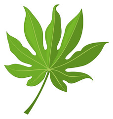 Palm fan leaf. Green jungle tree foliage