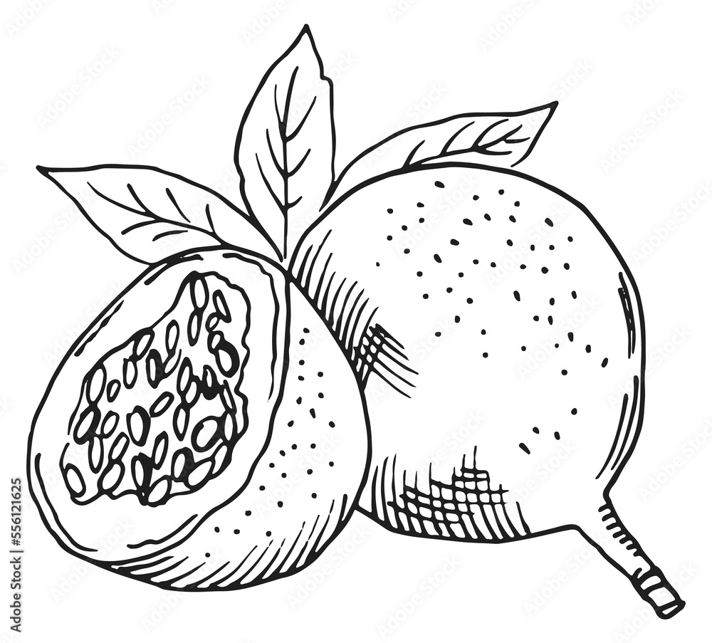 Poster EXotic fruit engraving. Sweet tasty granadilla sketch