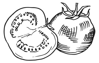 Tomato engraving. Whole and half salad fruit sketch