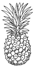Pineapple sketch. Hand drawn tropical fruit engraving