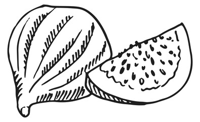 Fig sketch. Tasty fresh sweet fruit engraving