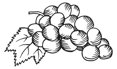 Grape bunch engraving. Wine berries hand drawn sketch
