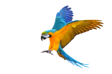 Deurstickers Colorful flying parrot isolated on transparent background png file © Passakorn