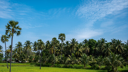 Fototapeta na wymiar rice fields, rice plant, Oryza sativa with coconut tree and Borassus tree (palms tree) in the Indian village