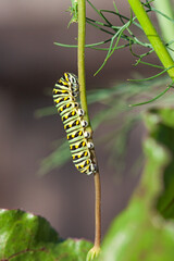 Caterpillar Shuffles Along Dill Weed