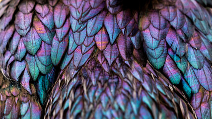 Rooster feathers. Bright dark Indian rooster (Seval Erkul) feathers close up view.