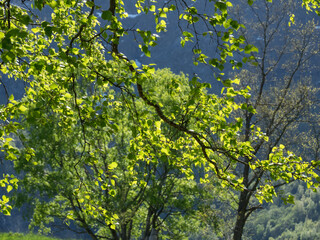 Fototapeta premium Flam in Norwegen