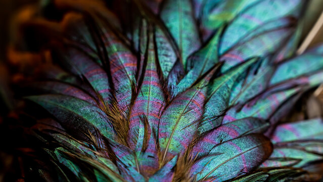 Rooster feathers. Bright dark Indian rooster (Seval Erkul) feathers close up view.