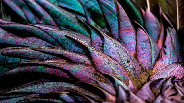 Rooster feathers. Bright dark Indian rooster (Seval Erkul) feathers close up view.
