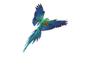 Colorful flying parrot isolated on transparent background png file