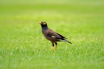 Beautiful common myna or Indian myna (Acridotheres tristis) walking in green grass