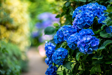神奈川県　横浜イングリッシュガーデン・あじさい
