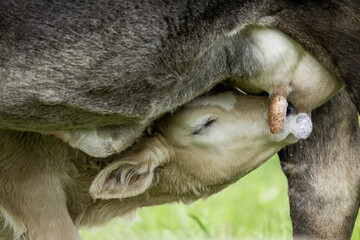 Naklejka premium baby lamb