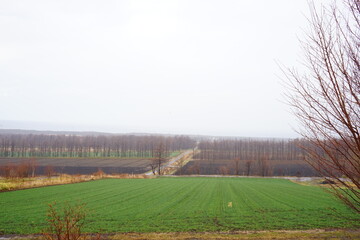 Green Field in Hokkaido, Japan - 日本 北海道 農場 畑
