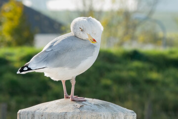Silbermöwe bei der Gefiederpflege