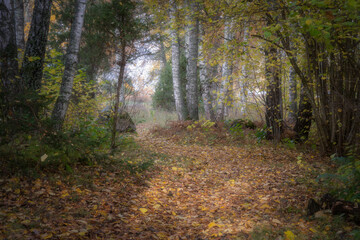 Walking on a Golden Carpet