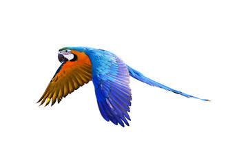 Colorful flying parrot isolated on transparent background png file