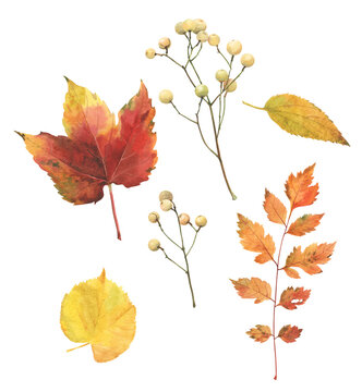 Set of watercolor autumn leaves and seeds