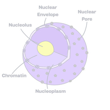 Nucleus by gilly 