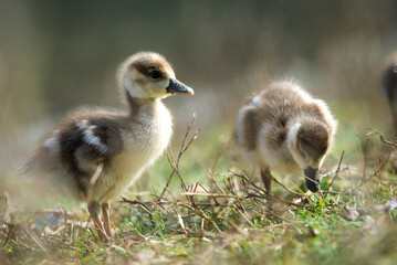 Egyptian goose chick