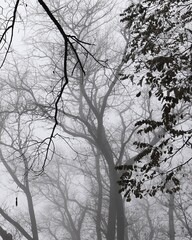 Dark misty forest, black metal forest, black and white scary forest