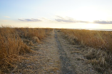 Fototapeta premium Todowara Walk Path and Frozen Ocean at Notsuke Peninsula in Betsukai, Hokkaido, Japan - 日本 北海道 別海町 野付半島 トドワラ 探勝線歩道 氷海