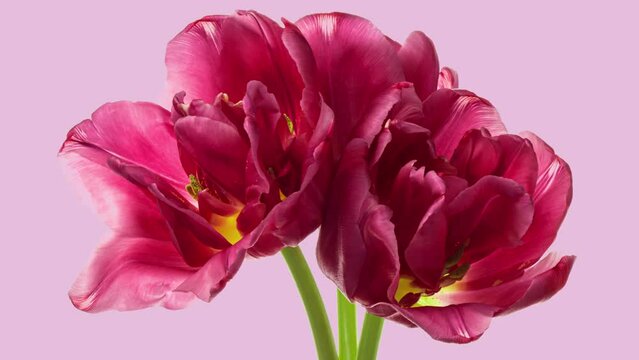 Beautiful pink tulip flowers background. Beautiful bouquet of Red tulips on white background. Springtime. Mother's day, Holiday, Love, birthday, Easter. Demonstrating the colors of 2023 Viva magenta.
