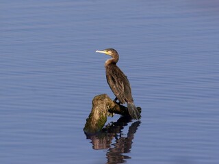 Great cormorant perched on a log in a lake