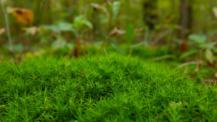 forest green moss green grass