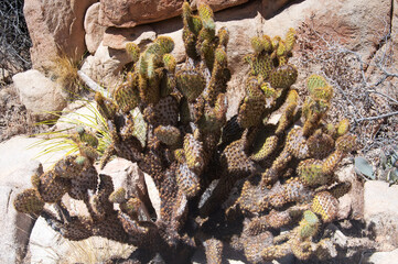 pancake prickly pear cactus california