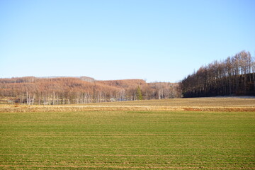 Green Field in Hokkaido, Japan - 日本 北海道 農場 畑