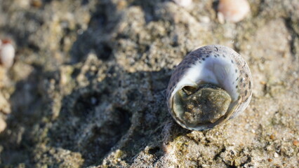 Close up view of sea snail in shells on rock