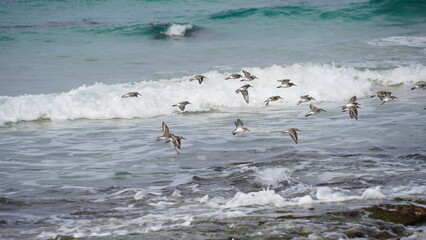 A flock of Dunlin flying along the water, searching for a feeding place.