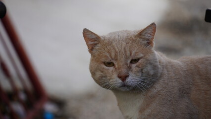 Fototapeta premium Domestic red cat staring at a camera