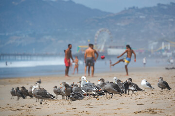 Obraz premium seagull group with people playing at beach at santa monica