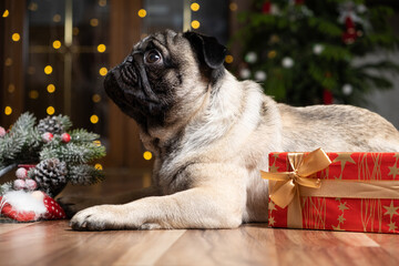 A cute pug sits near a Christmas tree. Christmas, New Year and dogs, pets.
