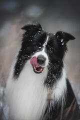 Close-up portrait of black and white border collie in the winter field