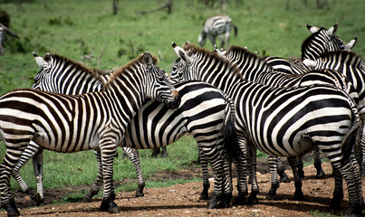Fototapeta na wymiar Zebra herd
