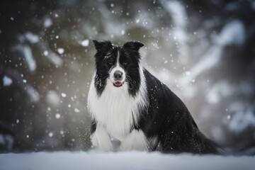 Black and white Border collie dog running in winter forest.