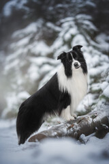 Fototapeta premium Black and white Border collie dog standing on a fallen tree in winter forest