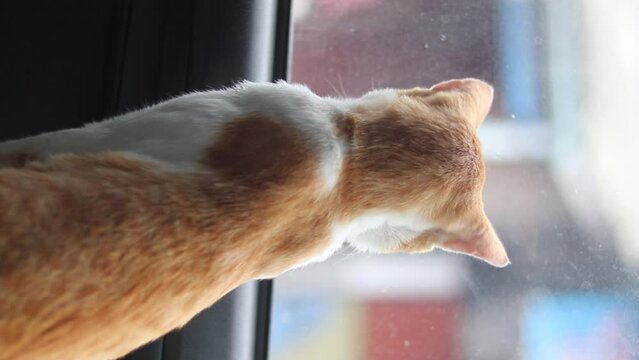 a ginge cat in the car