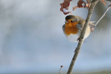 robin on branch