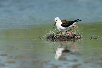 Stelzenläufer, Black-winged stilt, Himantopus himantopus