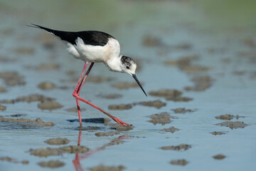 Stelzenläufer, Black-winged stilt, Himantopus himantopus