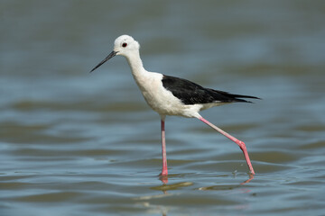 Stelzenläufer, Black-winged stilt, Himantopus himantopus