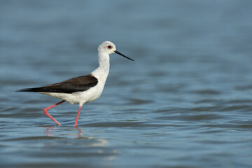 Stelzenläufer, Black-winged stilt, Himantopus himantopus