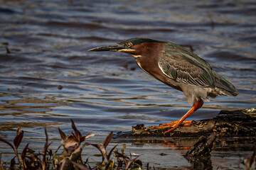 Green Heron stands on a branch in the marsh