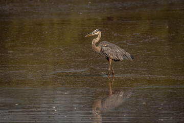 Great Blue Heron fishes in the marsh