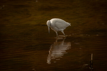 Juvenile Little Blue Heron fishes in the marsh